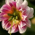 dsc07180