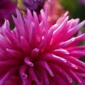 dsc07186