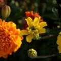 dsc07188