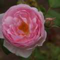 dsc07221