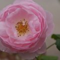 dsc07222