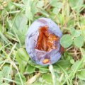 dsc07225