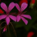 dsc07228