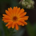 dsc07232