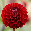dsc07247
