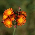 dsc07680