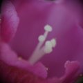 dsc07785