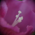 dsc07786