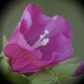 dsc07788