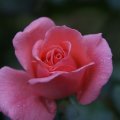 dsc07800