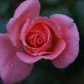 dsc07803