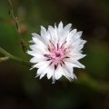 dsc07819