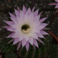dsc07830