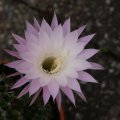 dsc07831