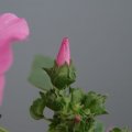 dsc07850