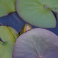 dsc07918