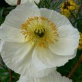 mohnblume