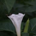 dsc03694