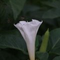 dsc03696
