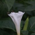 dsc03698
