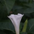 dsc03699