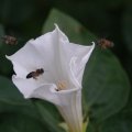 dsc03700