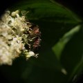 dsc03996
