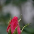 dsc06235