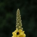 dsc06491