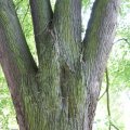 dsc06618