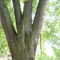 dsc06619