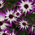 dsc07693