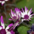 dsc07694