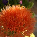 dsc07730