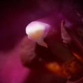 dsc08239