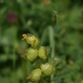 dsc08385