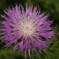 dsc08405