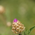 dsc08408