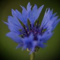 dsc08454