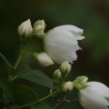 dsc08536