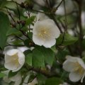 dsc08538