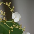 dsc08884