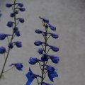 dsc08890