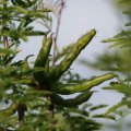dsc09062