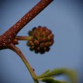 dsc09065