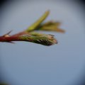 dsc09068