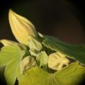 dsc09075