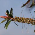 dsc09096