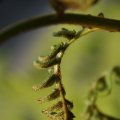 dsc09116