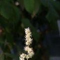 dsc09212